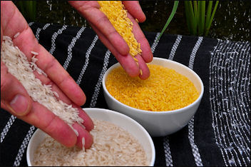 20120525-rice Golden Rice.jpg